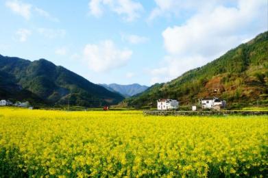 <夢(mèng)里老家婺源 千年瓷都景德鎮(zhèn)四日游>全程白天走車 不走夜路